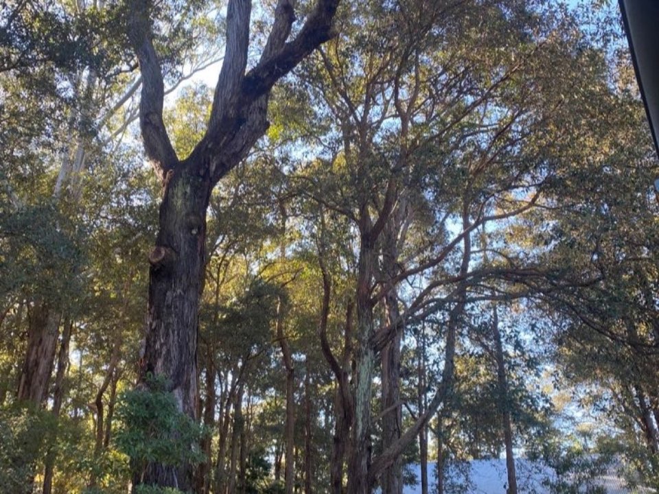 Mature trees in a North Lanarkshire parkland setting due for routine re-inspection