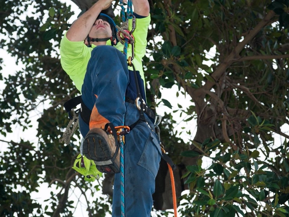 Qualified arborist working in a mature tree during an Enviro Trees UK survey in North Lanarkshire